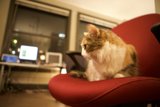 Red Chair, Computer Lair