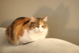 The Relaxed Manx Cat