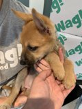 Cute Puppy Cuddles