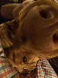 Sleeping Pup with an Uptilted Nose