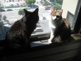 Cats in the City