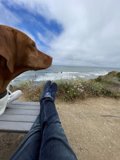 Coastal Companion