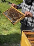 Beekeeping in Carmel