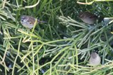 The Feathered Trio: A Serene Morning Encounter