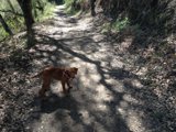A Vizsla Goes on a Woodland Walk