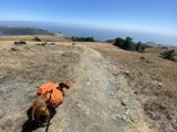Adventure with a Canine Companion