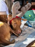 Reindeer Dog Bedtime