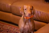 The Cozy Vizsla: A Picture Perfect Moment