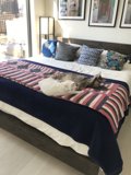 Feline Serenity