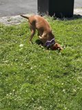 Digging Vizsla