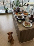 Hungry Pup Eyeing Brunch