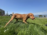 A Canine's Adventure in San Francisco