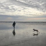 Sunset Stroll with Man's Best Friend