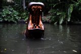Majestic Hippo Encounter at Disneyland