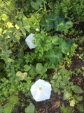 White Flowers Abound in Altadena Garden