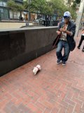 A Stroll with Furry Friend