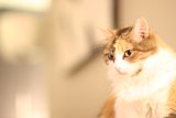 Feline Royalty