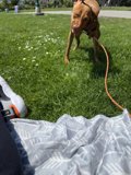 Canine Companions in the Park