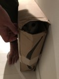 Feline Delivery Surprise