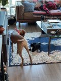 Furry Friends in the Living Room
