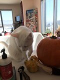 The Pumpkin and the Cat