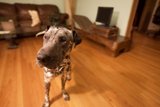 Pit Bull Perched on Hardwood Floors