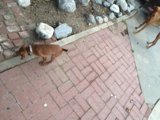 Sidewalk Companion
