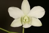 White Orchid Blooms on a Dark Canvas