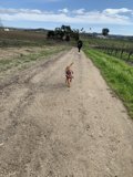 Canine Companion on a Countryside Trail