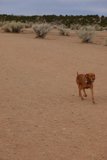 Running Free in the Desert