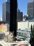 Urban Jungle Cat