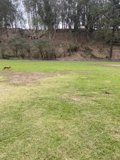 Running Free in Pine Lake Park