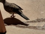 Waikiki Wanderer: A Pigeon's Afternoon Stroll