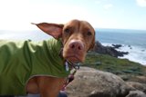 Stylish Vizsla in Green Jacket