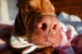 Close-Up Dog Nose Portrait