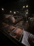 A Solitary Confinement in Austin