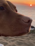 Sun Gazing Pup