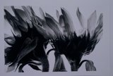 Shadows of Nature
