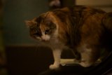 Nighttime Feline Perch
