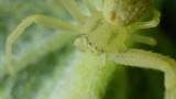 Translucent Green Crab Spider in Extreme Closeup