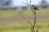 Small Bird Perched on Bare Branch in Wetlands