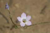 Purple Geranium Blossom