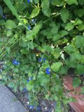 Blueberry Bush in Bloom