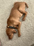Resting Pup