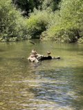 Lone Duck Perched on a Rocky Island