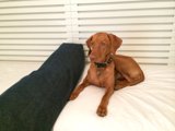 Home Decor at its Canine Best