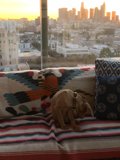 Cozy Canine Companion