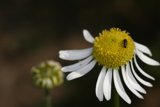 A Honey Bee Collecting Pollen from a Daisy Flower