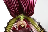 Delicate Orchid Blossom