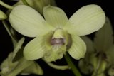 Radiant Green Orchid